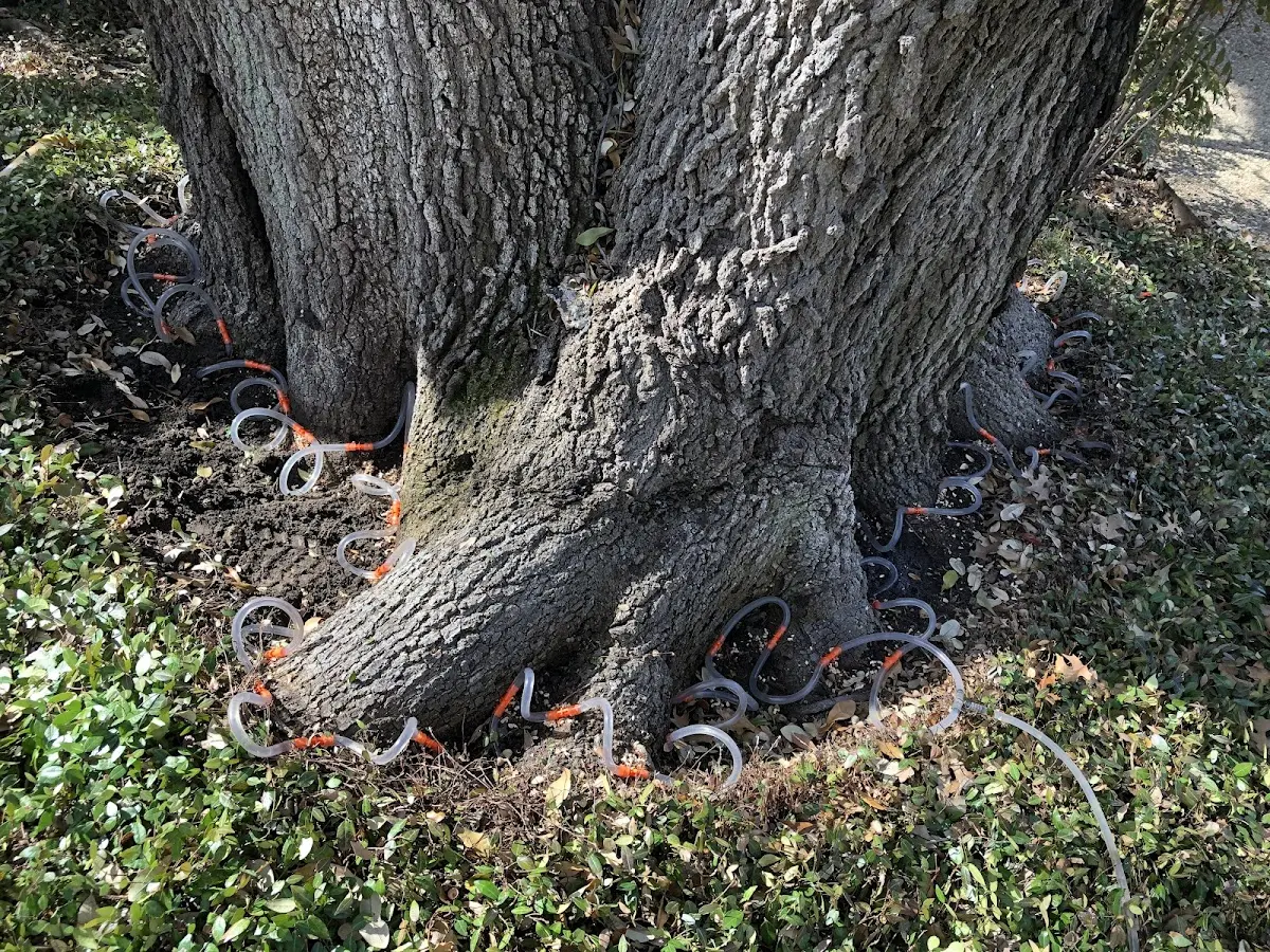 Detailed Tree Cabling and Bracing job site in Watsonville
